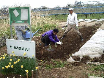 食用菊の苗の植え付け