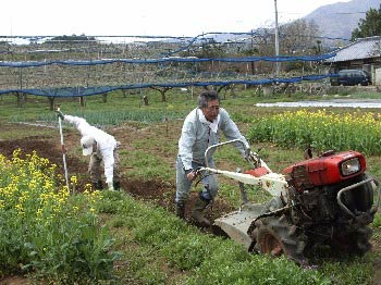 菜の花の中で進む耕運機による春耕